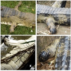 Mecistops leptorhynchus