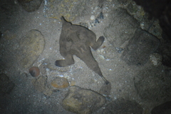 Ogcocephalus