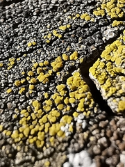 Candelariella
