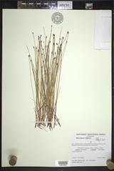 Eleocharis elliptica