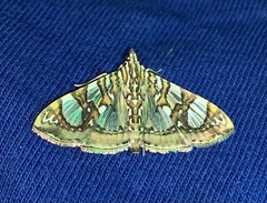 Glyphodes sibillalis