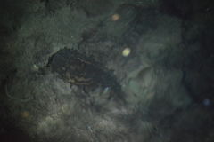 Isostichopus badionotus