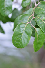 Homalium abdessammadii