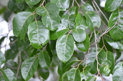 Homalium abdessammadii
