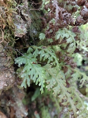 Hymenophyllum caudiculatum