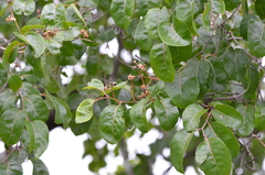 Homalium abdessammadii