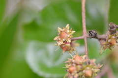 Homalium abdessammadii