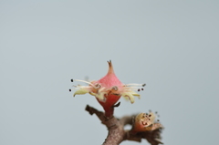 Homalium abdessammadii