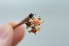Homalium abdessammadii