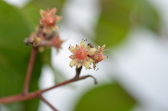 Homalium abdessammadii
