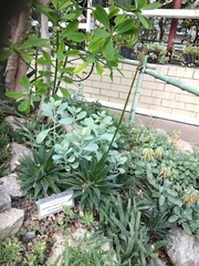 Gasteraloe beguinii