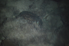 Isostichopus badionotus