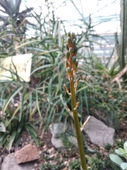 Gasteraloe beguinii