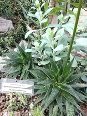 Gasteraloe beguinii