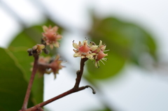 Homalium abdessammadii
