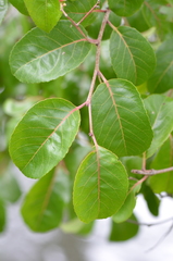 Homalium abdessammadii