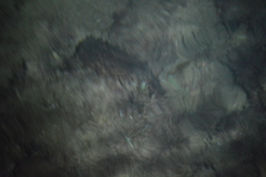 Isostichopus badionotus