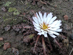 Hypochaeris echegarayi
