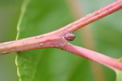 Homalium abdessammadii