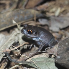 Leptobrachium hendricksoni