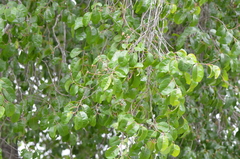 Homalium abdessammadii