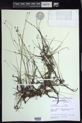 Eleocharis elliptica