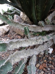 Euphorbia polyacantha
