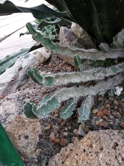 Euphorbia polyacantha