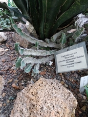 Euphorbia polyacantha