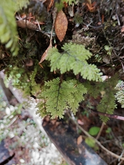 Hymenophyllum dentatum