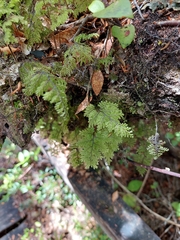 Hymenophyllum dentatum