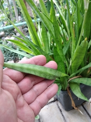 Sansevieria parva