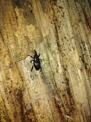 Polytus mellerborgii