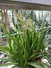 Sansevieria parva