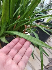 Sansevieria parva