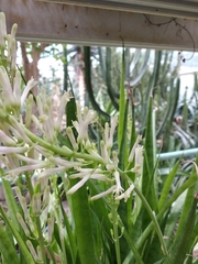 Sansevieria parva