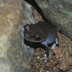 Leptobrachium hendricksoni