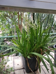 Sansevieria parva