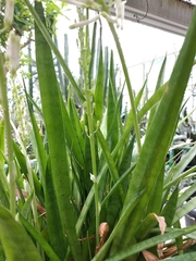 Sansevieria parva