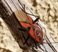 Spilostethus furcula