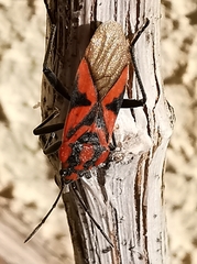 Spilostethus furcula