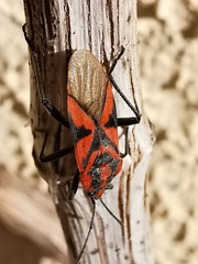 Spilostethus furcula