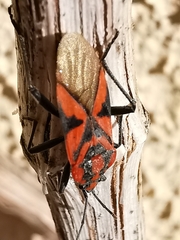 Spilostethus furcula