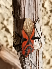 Spilostethus furcula