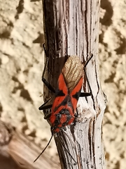 Spilostethus furcula
