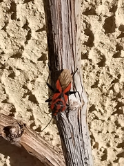 Spilostethus furcula