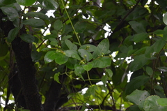 Antidesma venosum