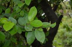 Antidesma venosum