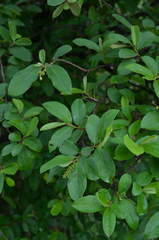 Antidesma venosum