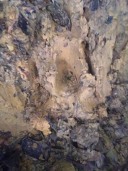 Tapirus terrestris
